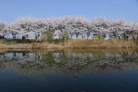 만석공원 벚꽃구경위한 주차장 과 포토존