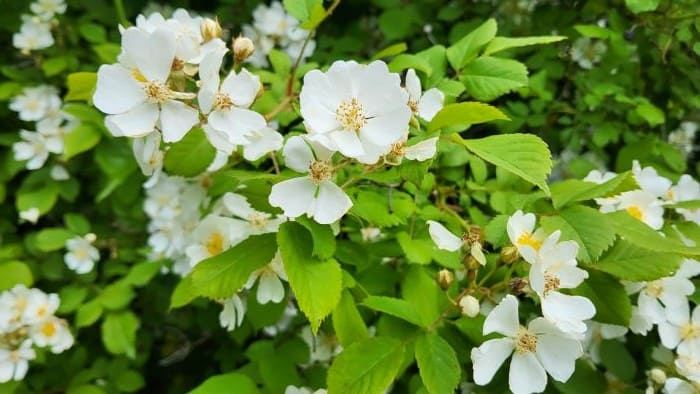 찔레나무-찔레꽃-피는시기-개화시기-꽃말