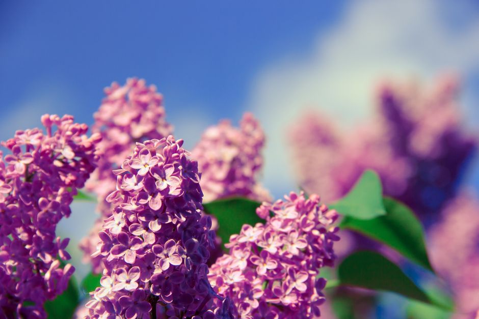 A detailed macro shot of vibrant lilac flowers blooming under a clear blue sky.