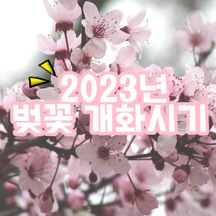 2023녀 벚꽃 개화시기 이미지