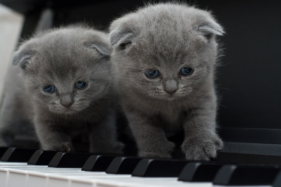 고양이 강아지 멍멍이 승냥이 냥이 고양이집사