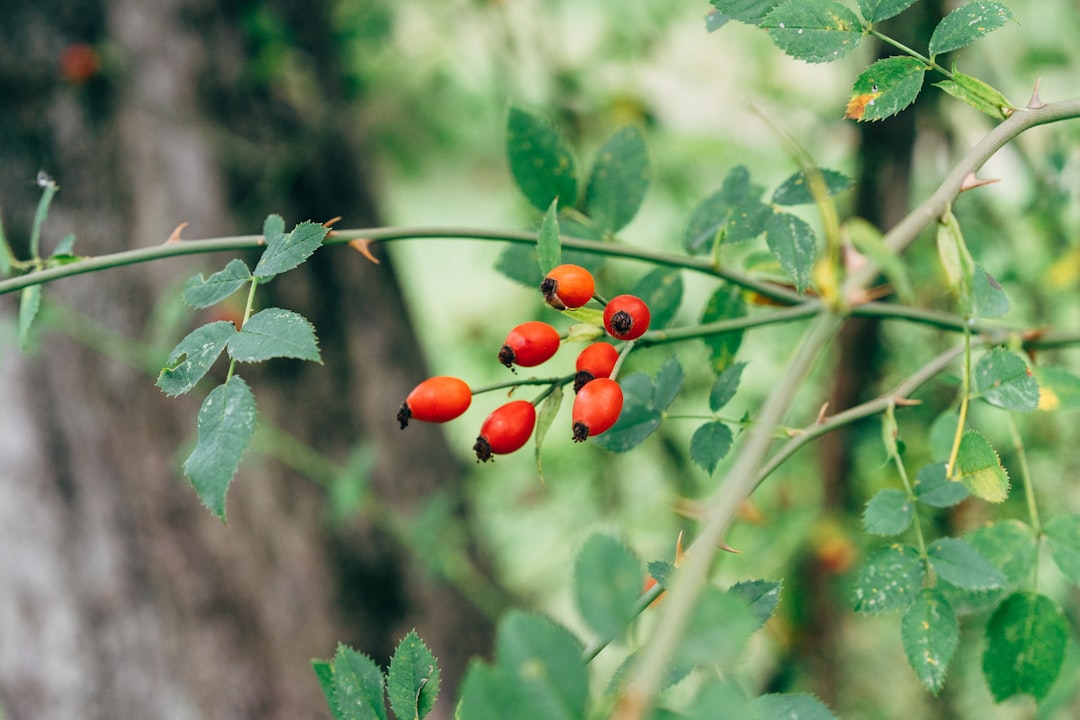 Rosehip