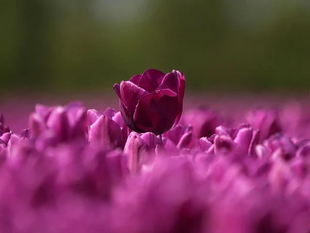 농업인 스마트팜 지원사업