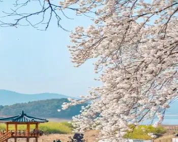 대청호 벚꽃축제_1