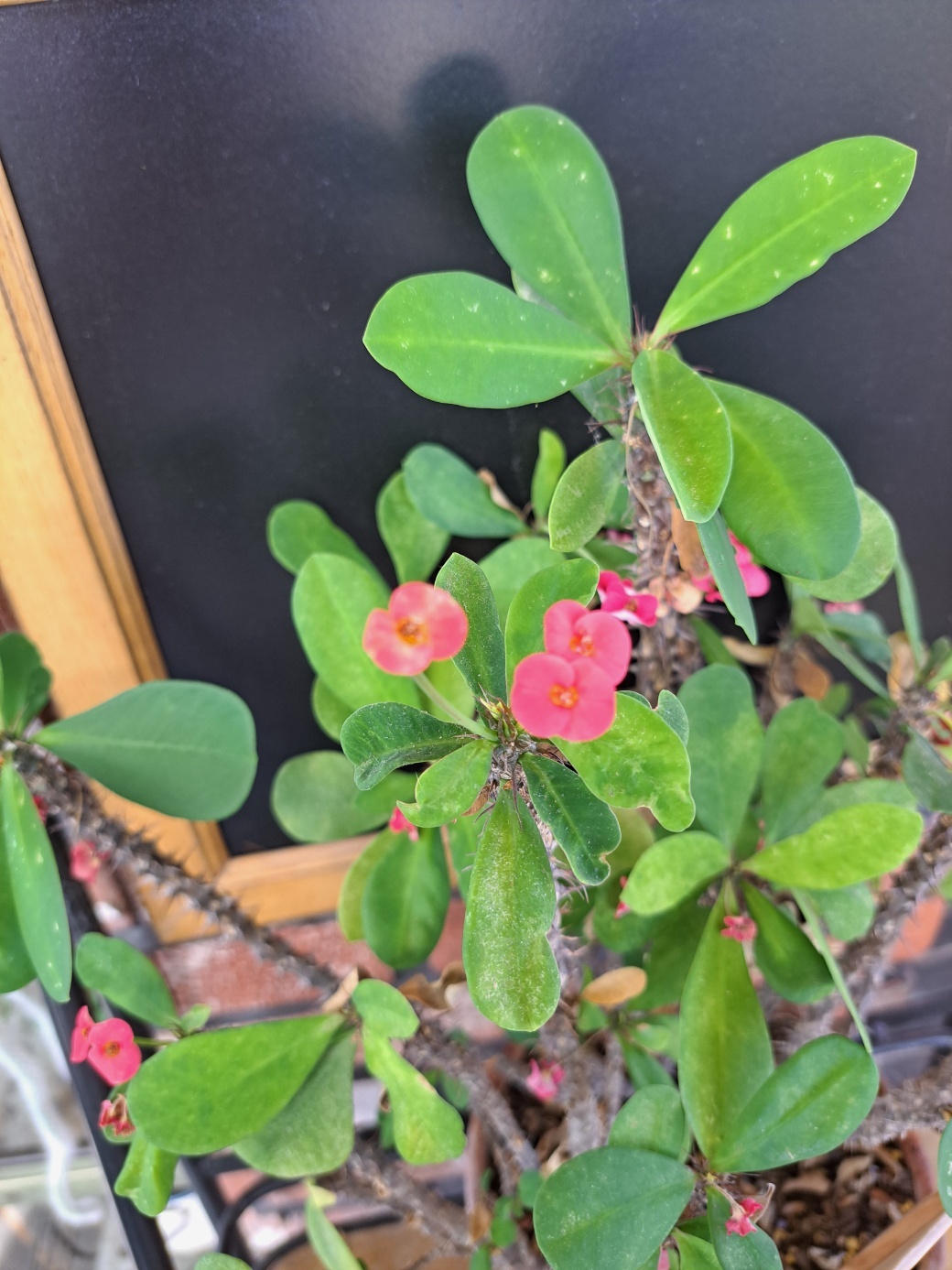 꽃기린 (Giraffa floribunda)