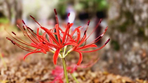 분당 중앙공원 꽃무릇3