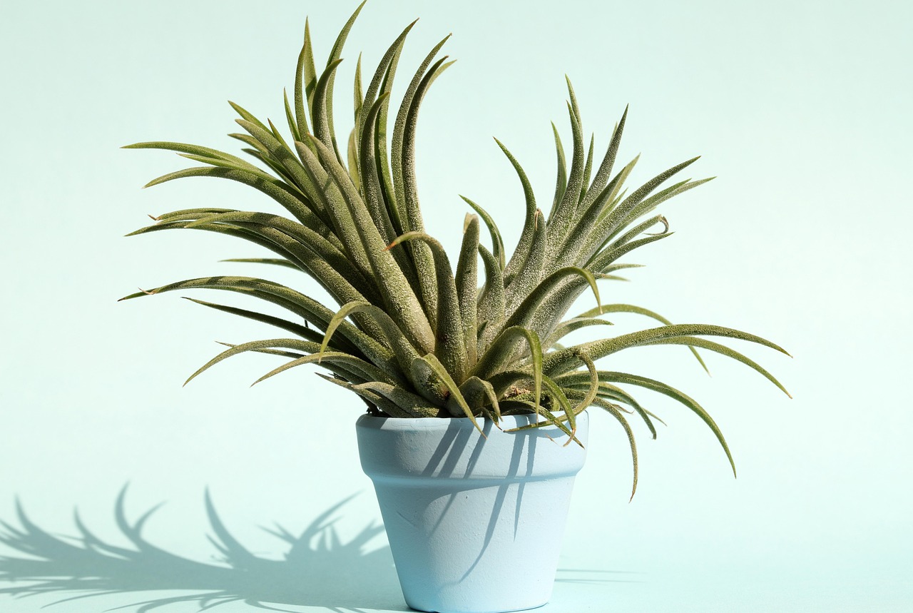 '틸란드시아 이오난사'