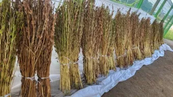 참깨 파종시기 재배방법 남부 중부_5