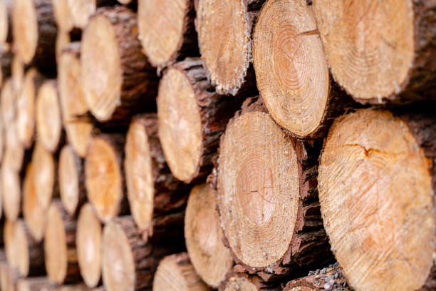 한국 전통 주거 양식, 소나무