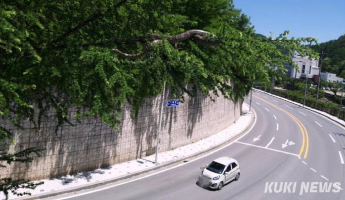 나무에 거대 구렁이