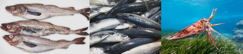 좌측부터 생명태 3마리를 가로로 가지런히 올려둔 사진, 생고등어를 가득모아둔사진, 바닷속에서 오징어가 헤엄치는 사진