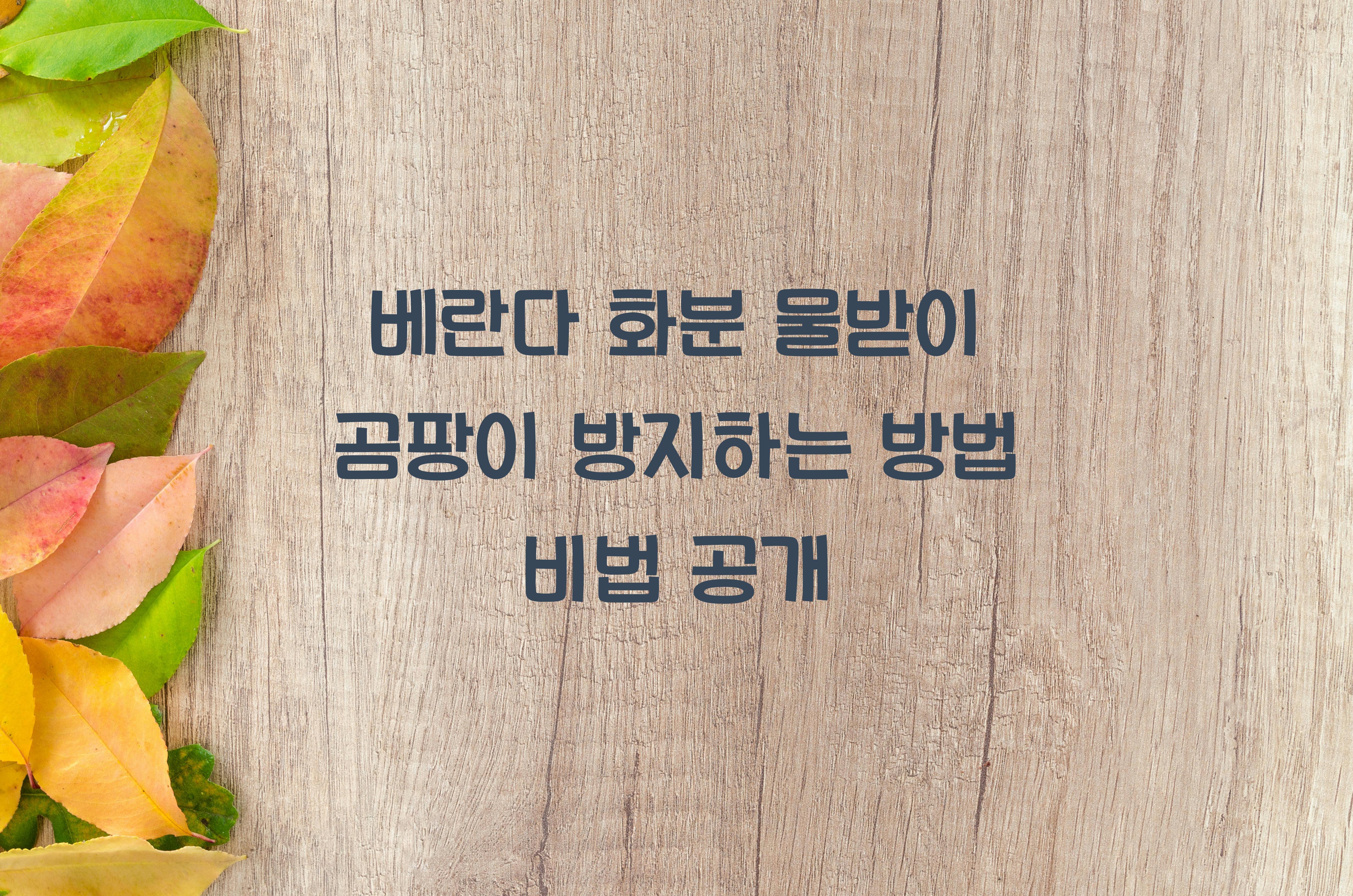 베란다 화분 물받이 곰팡이 방지하는 방법