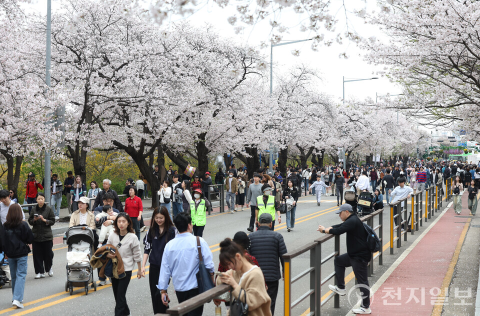 2026 서울 벚꽃 명소 여의도 윤중로 벚꽃길 만개 풍경 봄 여행 추천