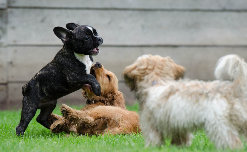 개의 품종을 분류하는 과학적 근거
