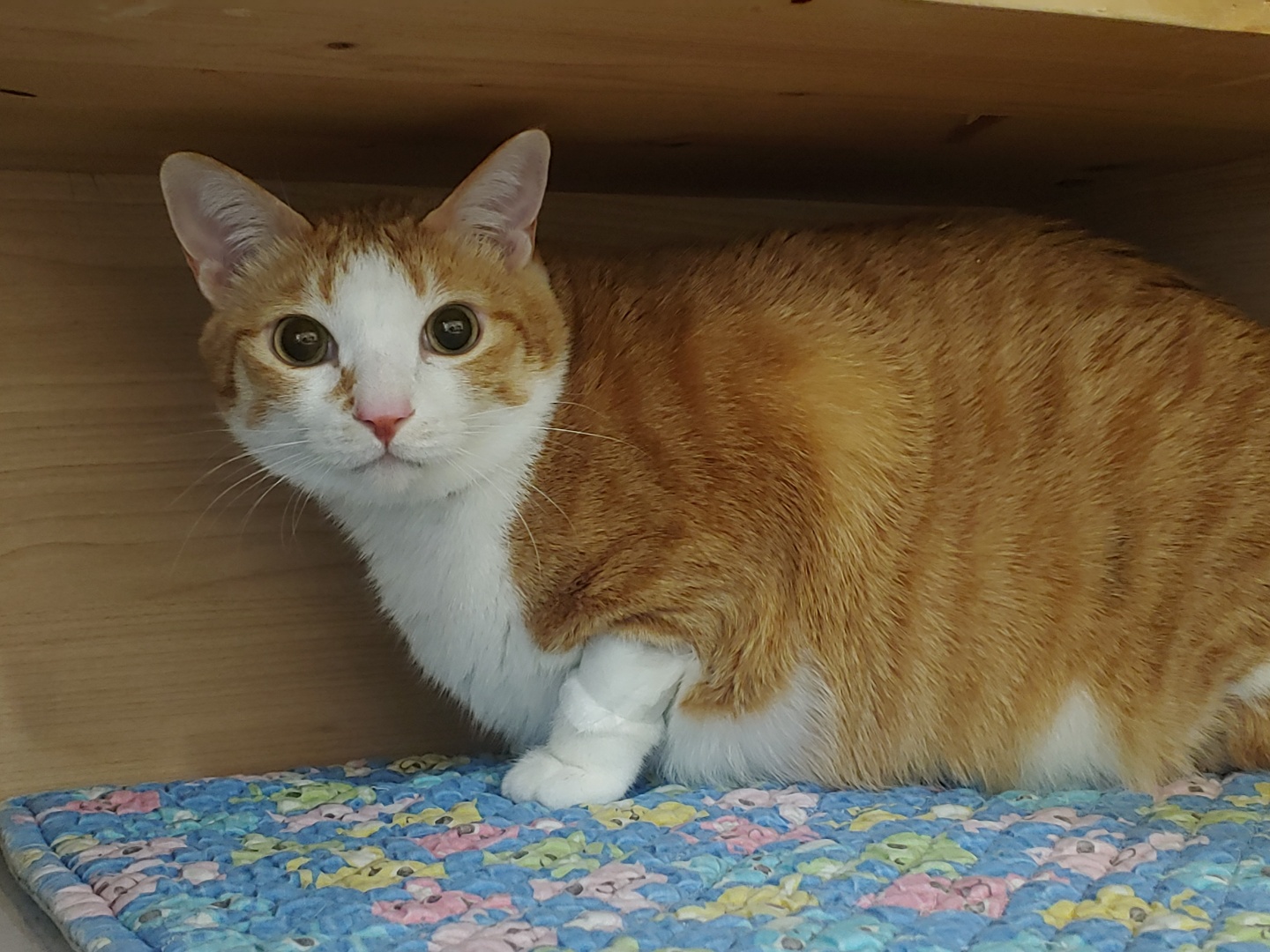 황달로 인한 호야의 입원. 고양이 황달.