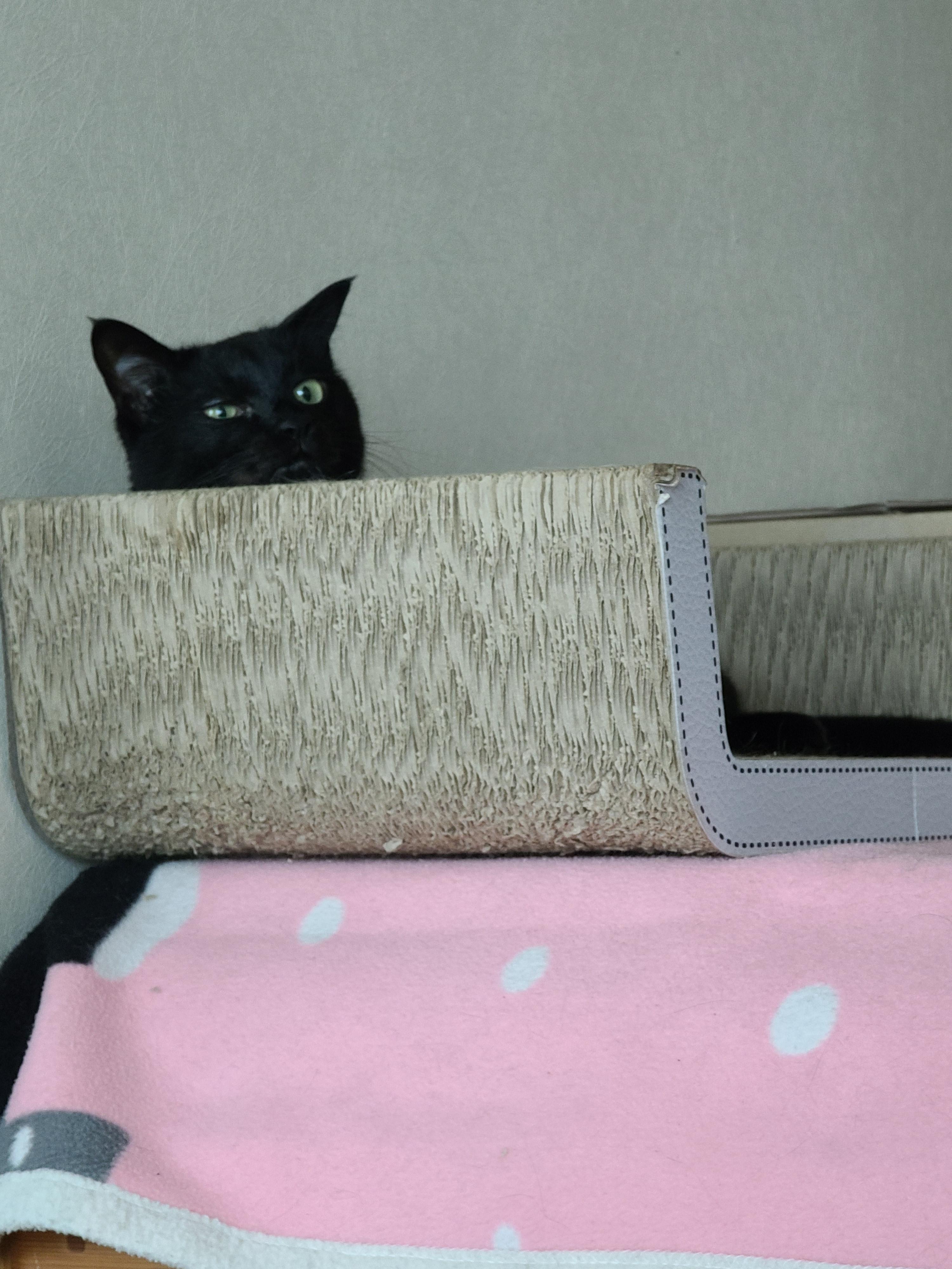 턱괴고 자는 편. 볼살 삐져나온 고양이. 스크래쳐 활용 잘 하는 고양이 건이.