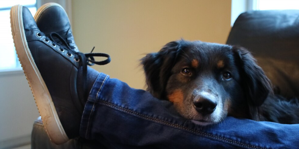 강아지가 안절부절 하는 이유