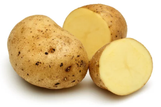 강아지와 감자/출처:어도비스톡