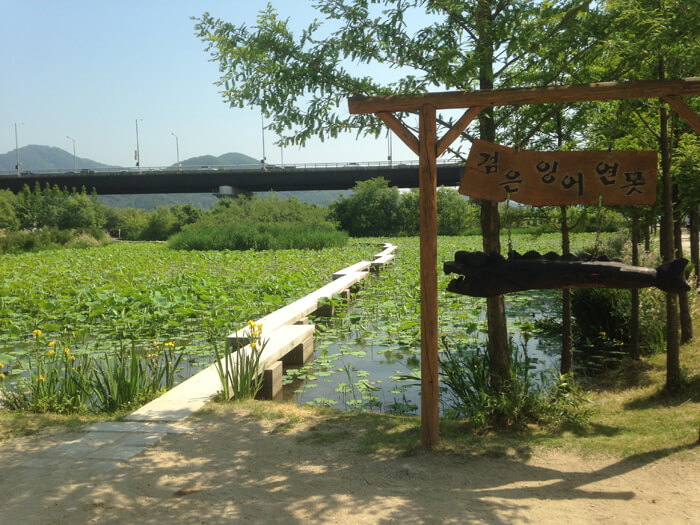 세미원 연꽃축제 백련지
