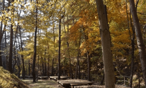 국립자연휴양림 6월부터 2자녀 가구도 최대 30% 감면 혜택