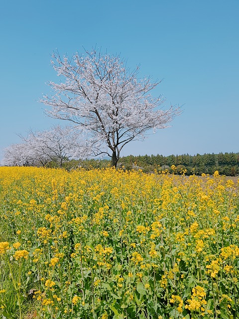 2021벚꽃개화시기4