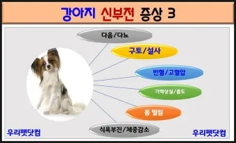 강아지 신부전에 좋은 음식 추천_12