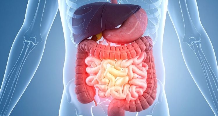 장과 면역의 관계