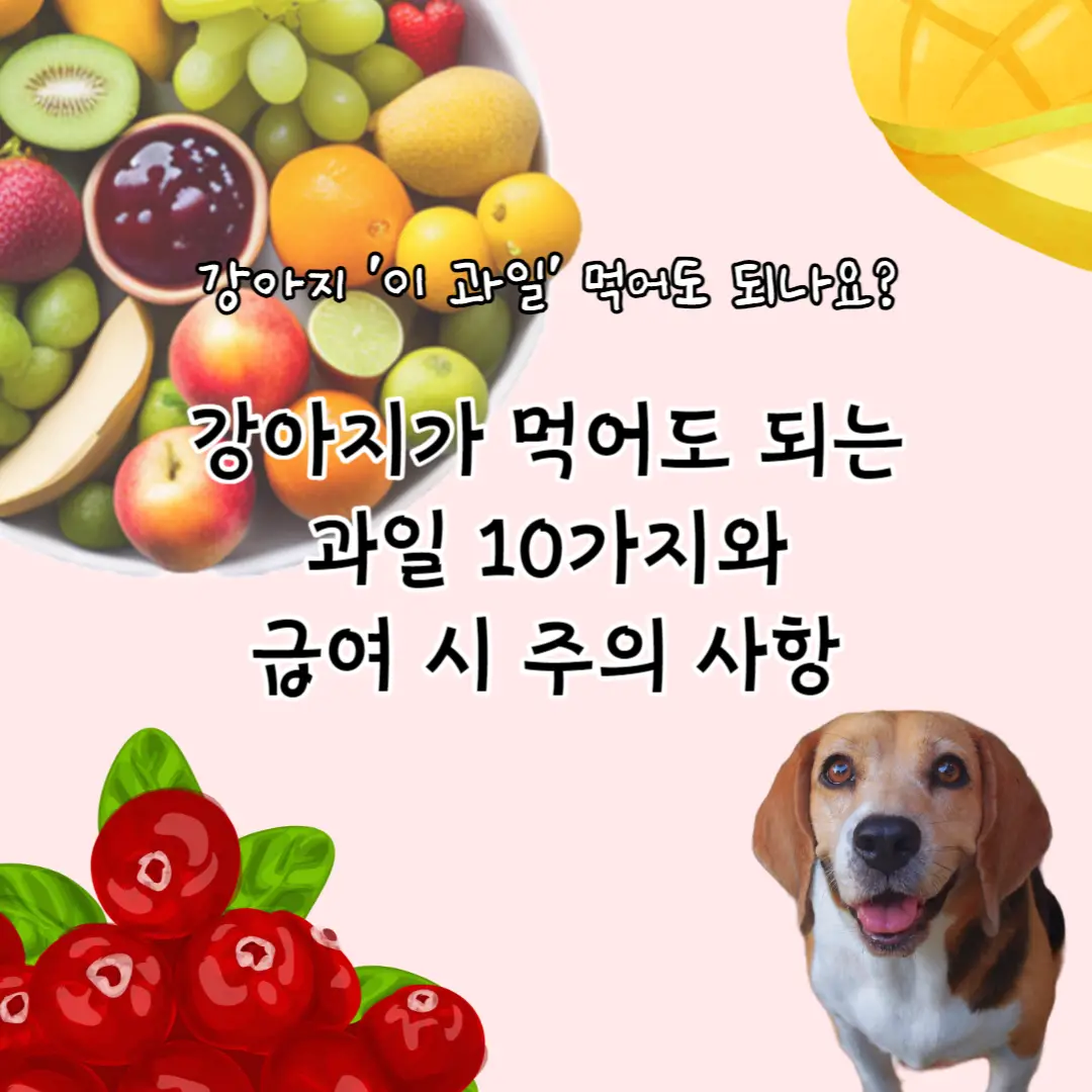 강아지와 과일 사진