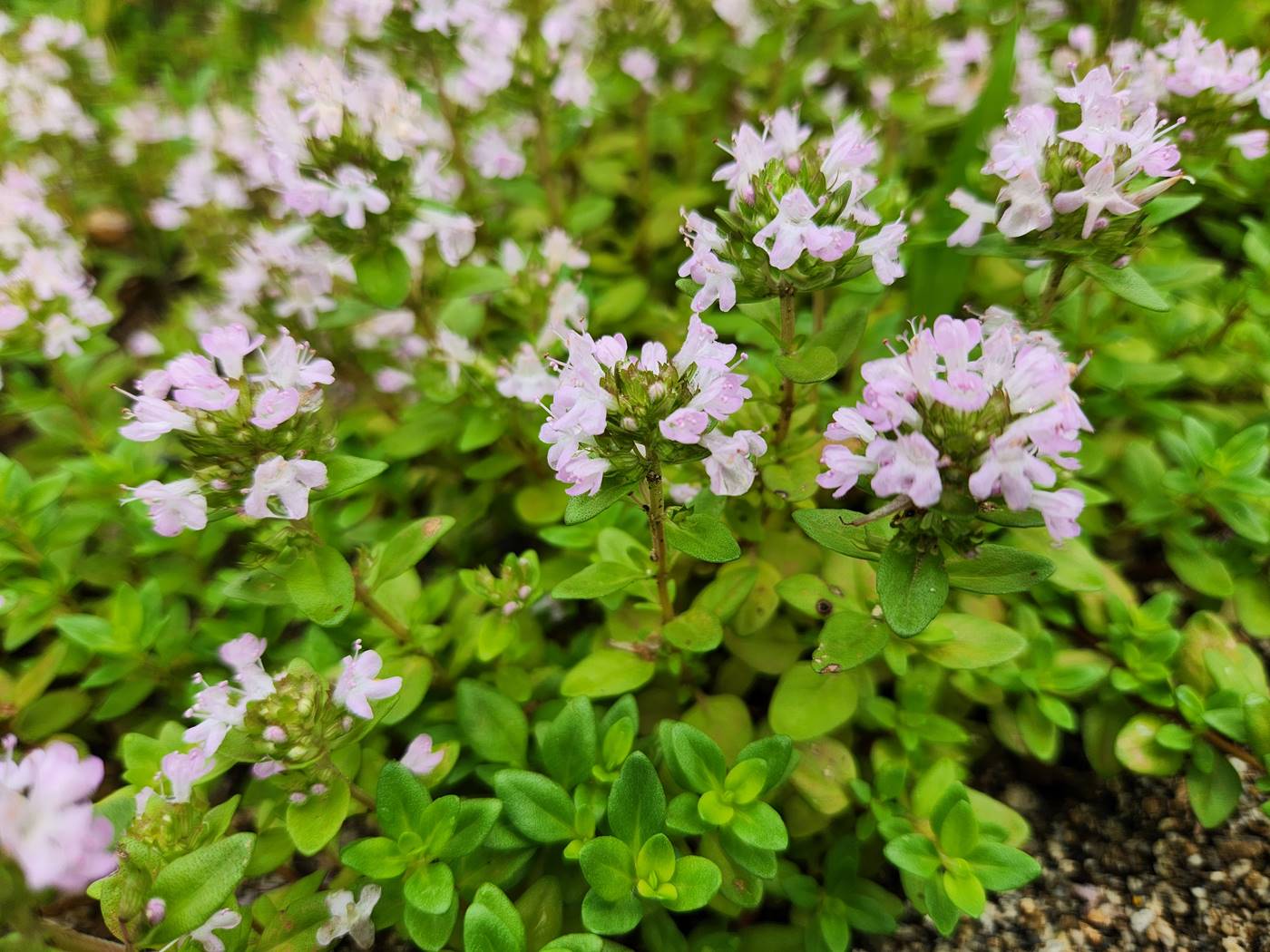 섬백리향 (울릉백리향)