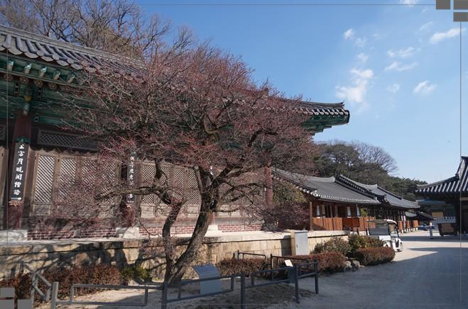 양산 통도사 홍매화 보러 가기 전 필독! 주차요금과 오전 방문 꿀팁 (2월 여행지)