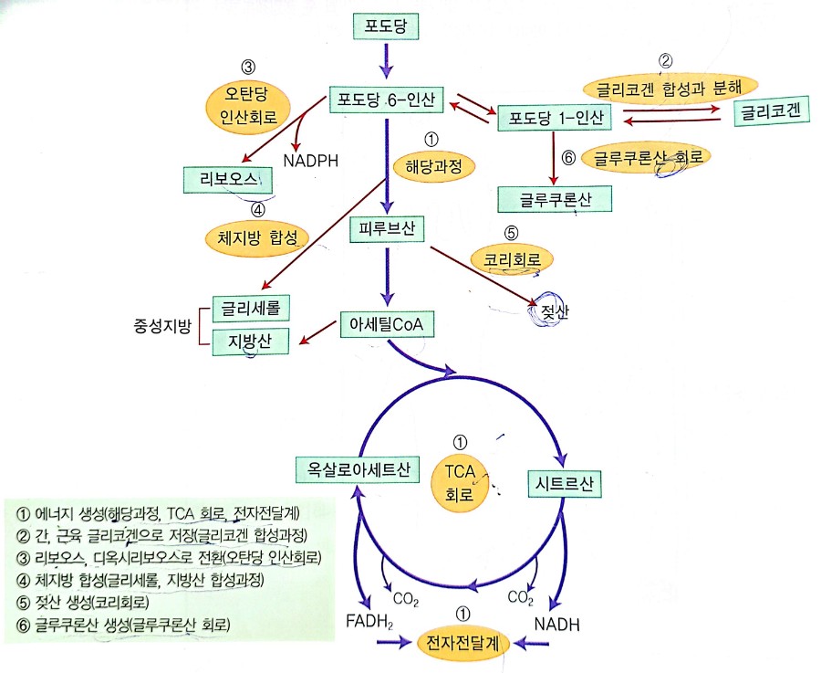 포도당의 이용경로