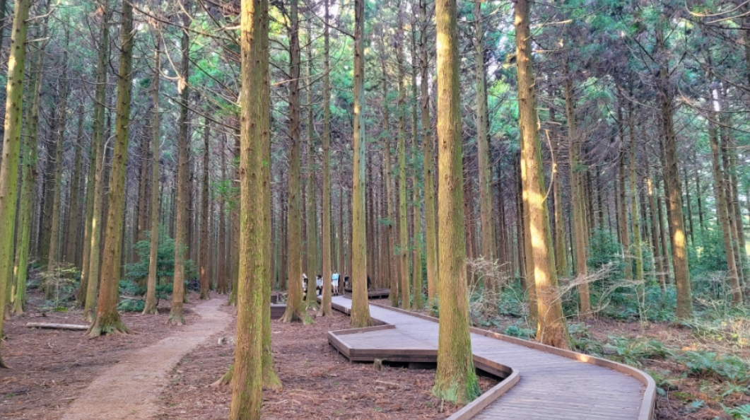 제주도 사려니숲길