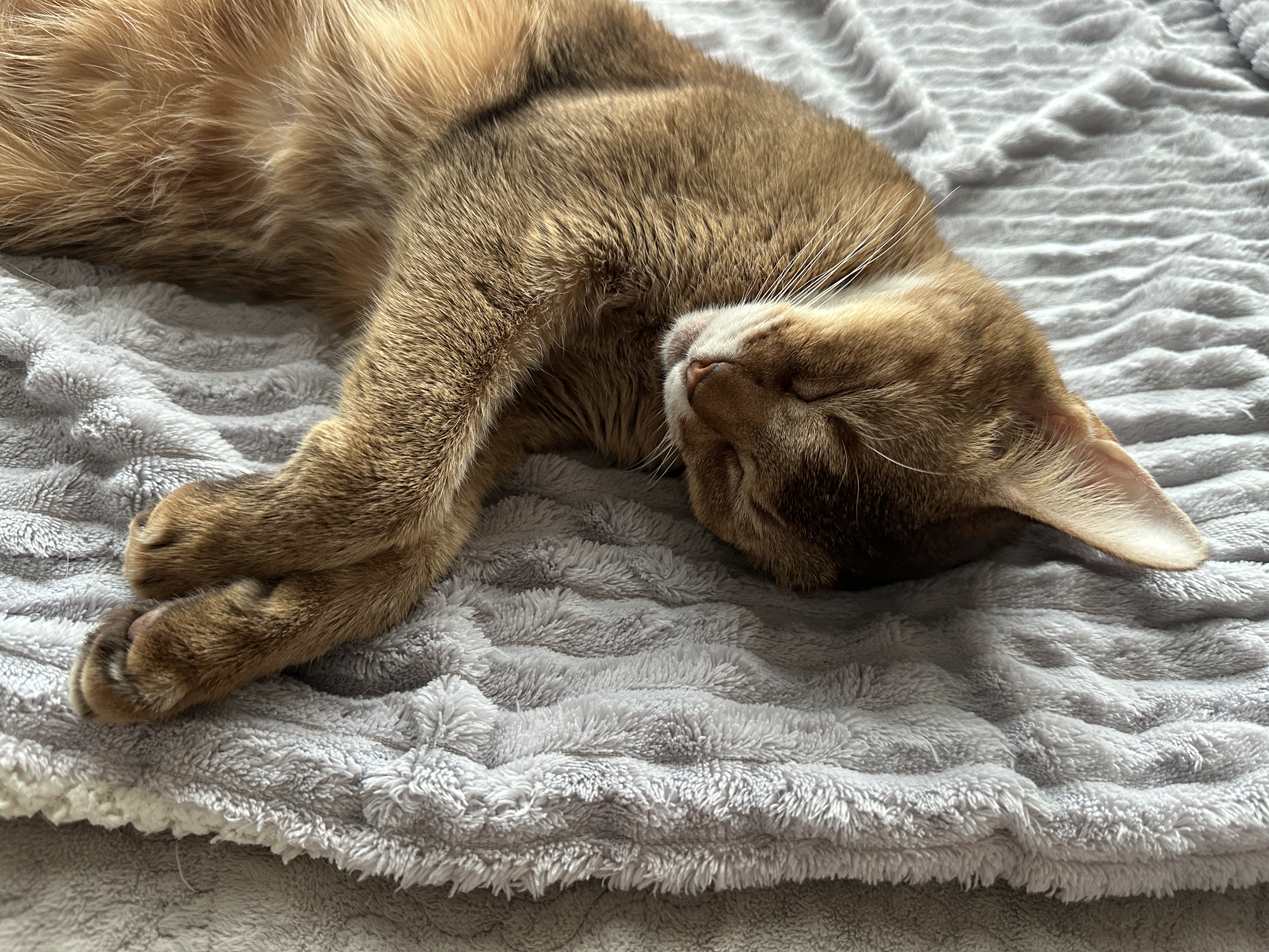 오랜만에 평화로운 아홉냥이네 아침풍경