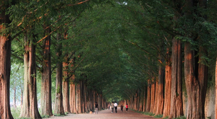 담양 메타세쿼이아길 이미지