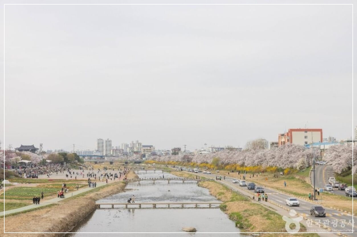 청주 가볼만한곳 베스트10 무심천 벚꽃길