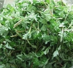 쑥 효능 부작용 칼로리 요리