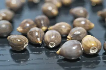 율무 효능 및 영양성분, 부작용