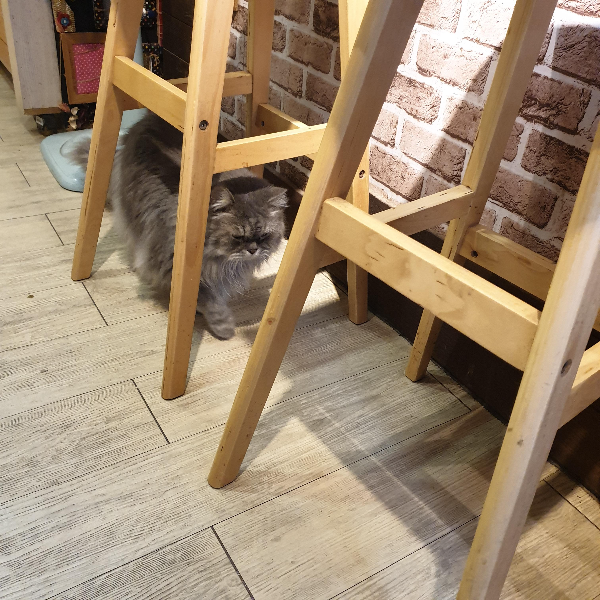 지우펀 카페: 임프레션 지우펀(IMPRESSION JIUFEN, 印象九份) 커피_마스코트 고양이