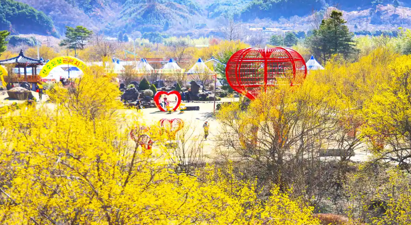 구례 산수유축제