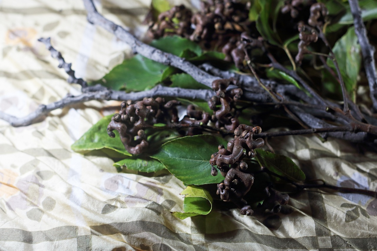 헛개나무 열매 이미지