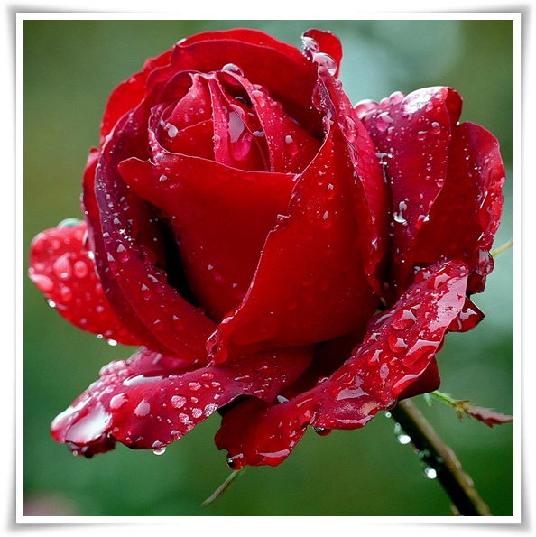 &quot;장미&quot; 천 년의 사랑을 품은 아름다움의 상징 매혹적인 꽃!고