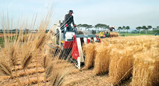 보리 재배 월동 관리 파종 밀도 웃자람 방지_5