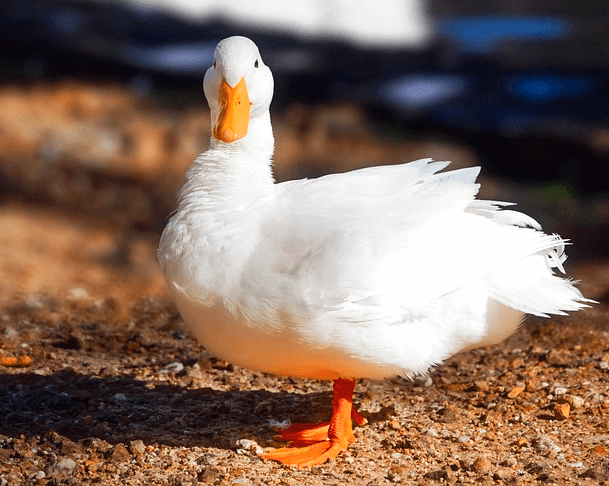 온몸이 하얀 오리 한 마리가 서서 정면을 바라본다. 부리는 노란색이다.