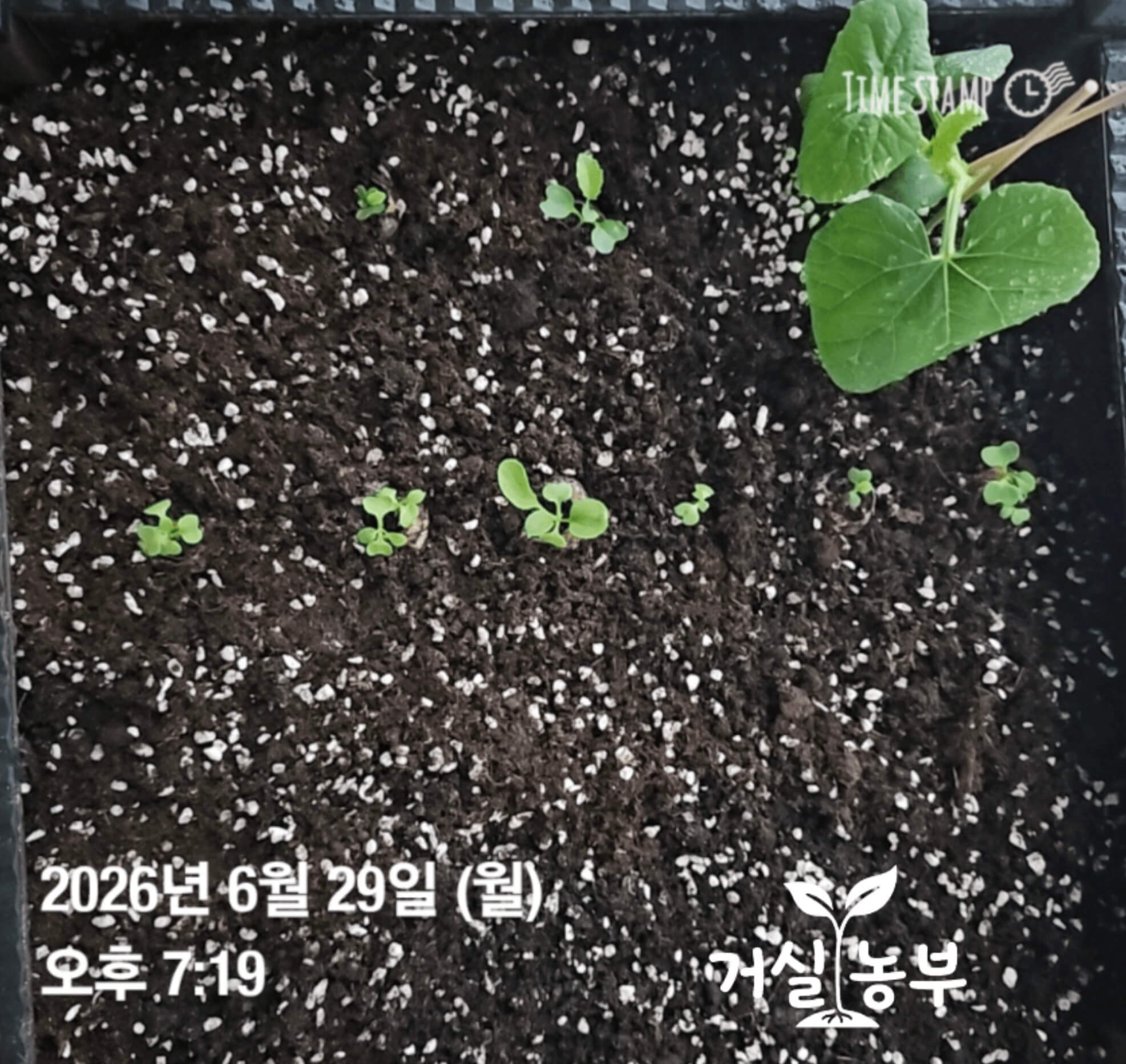 베란다 화분 흙에 한 줄씩 옮겨 심은 케일과 청경채 모종