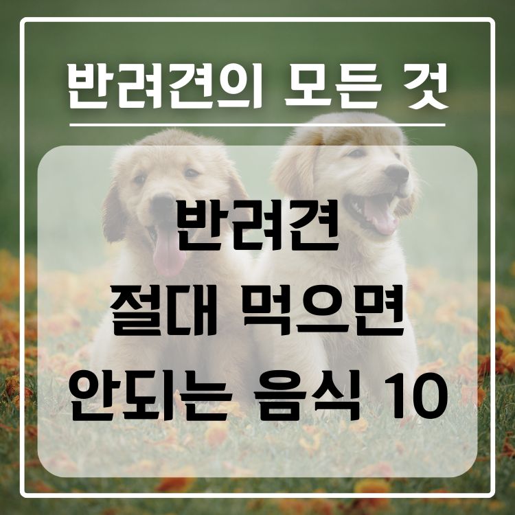 반려견이 절대 먹으면 안되는 금지 음식