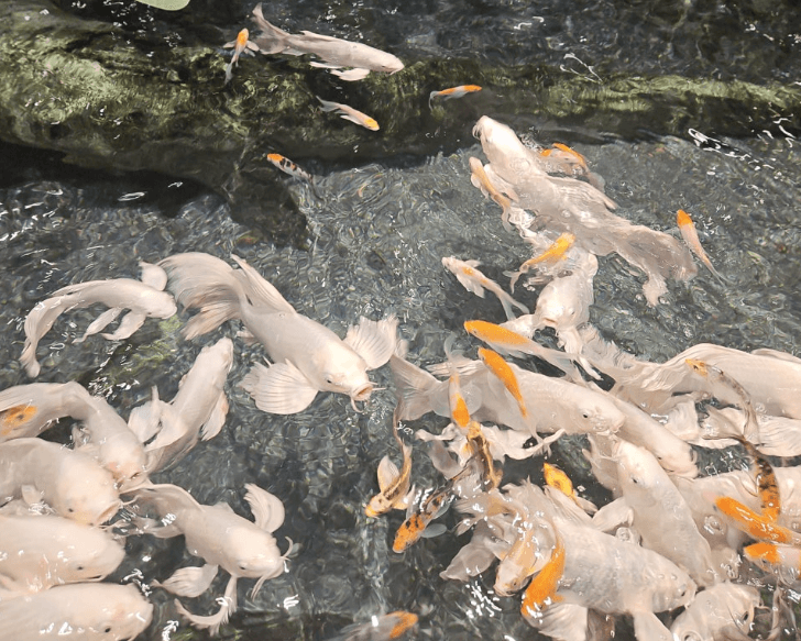 동탄-디.아쿠아