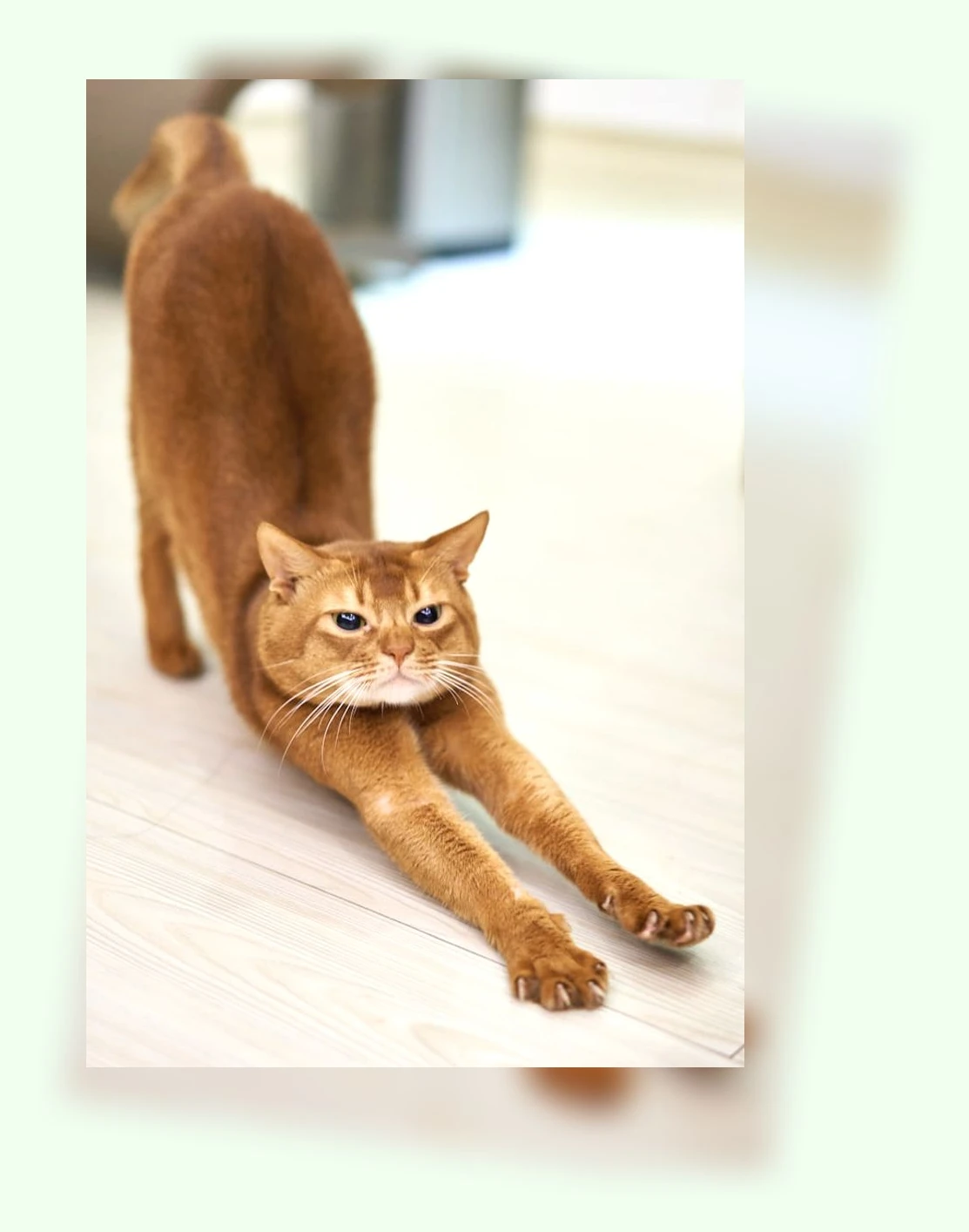 고양이 중성화 수술_1_subsection