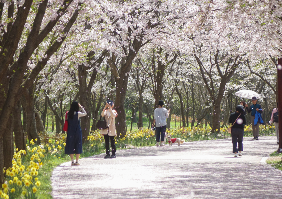 드림파크 야생화단지