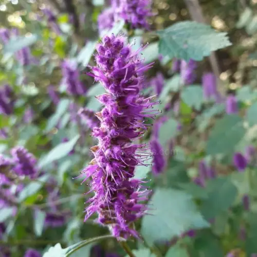 향유 꽃 (Elsholtzia ciliata Flower)