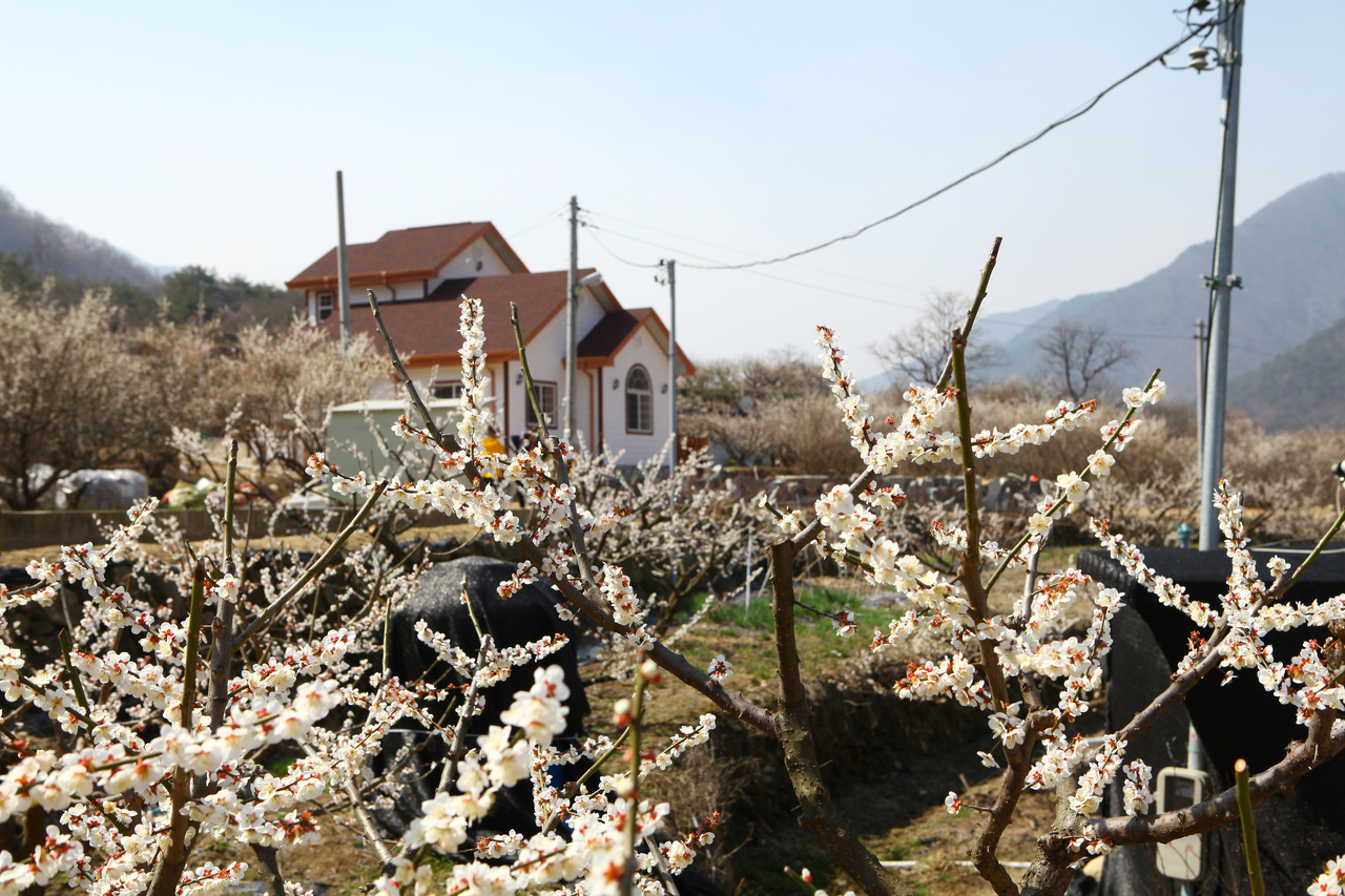 원동 매화 꽃축제